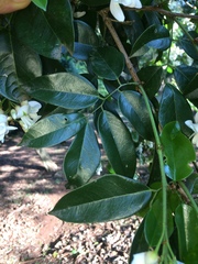 Craibia zimmermannii