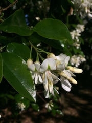 Craibia zimmermannii