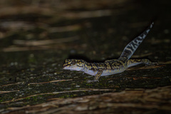 Yamashina's Ground Gecko photo 2