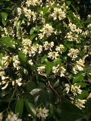 Craibia zimmermannii