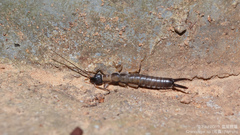 Cranopygia