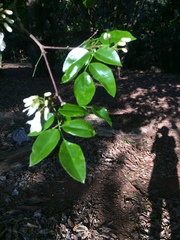 Craibia zimmermannii