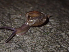 Macrochlamys hippocastaneum