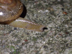 Macrochlamys hippocastaneum