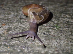 Macrochlamys hippocastaneum