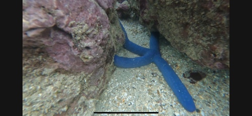 Linckia laevigata observed 2025-06-03