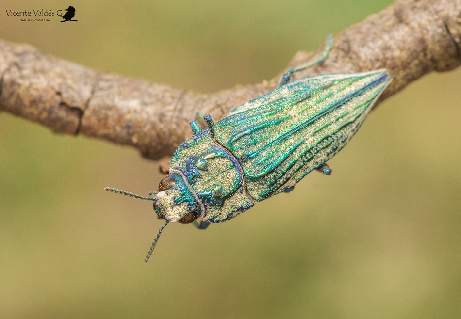 Ectinogonia speciosa
