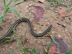Lygophis dilepis