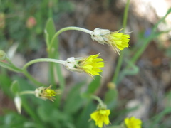 Catananche lutea, photograph (c) Nachman bones, some rights reserved (CC BY)