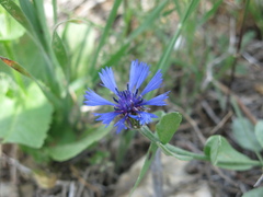 Centaurea cyanoides, photograph (c) Nachman bones, some rights reserved (CC BY)