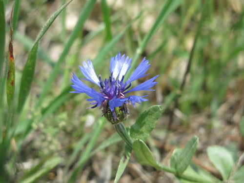 Centaurea cyanoides, photograph 5