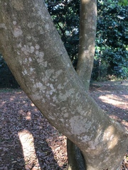 Craibia zimmermannii