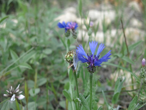 Centaurea cyanoides, photograph 2