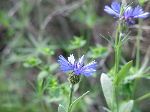 Centaurea cyanoides, photograph 3