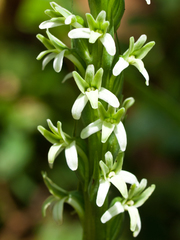Platanthera elegans elegans