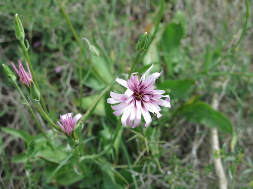 Pappose Viper's Grass (Pseudopodospermum papposum)