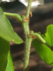 Craibia zimmermannii