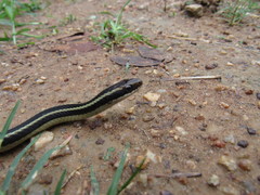 Lygophis dilepis