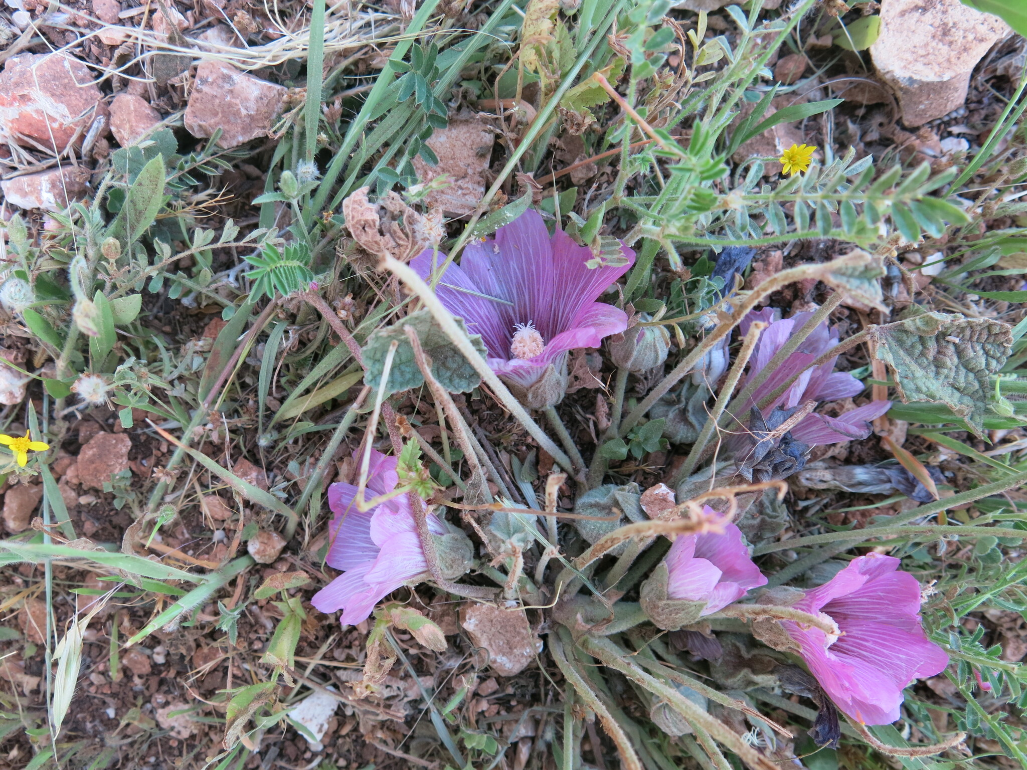 Stemless Hollyhock (Alcea acaulis)