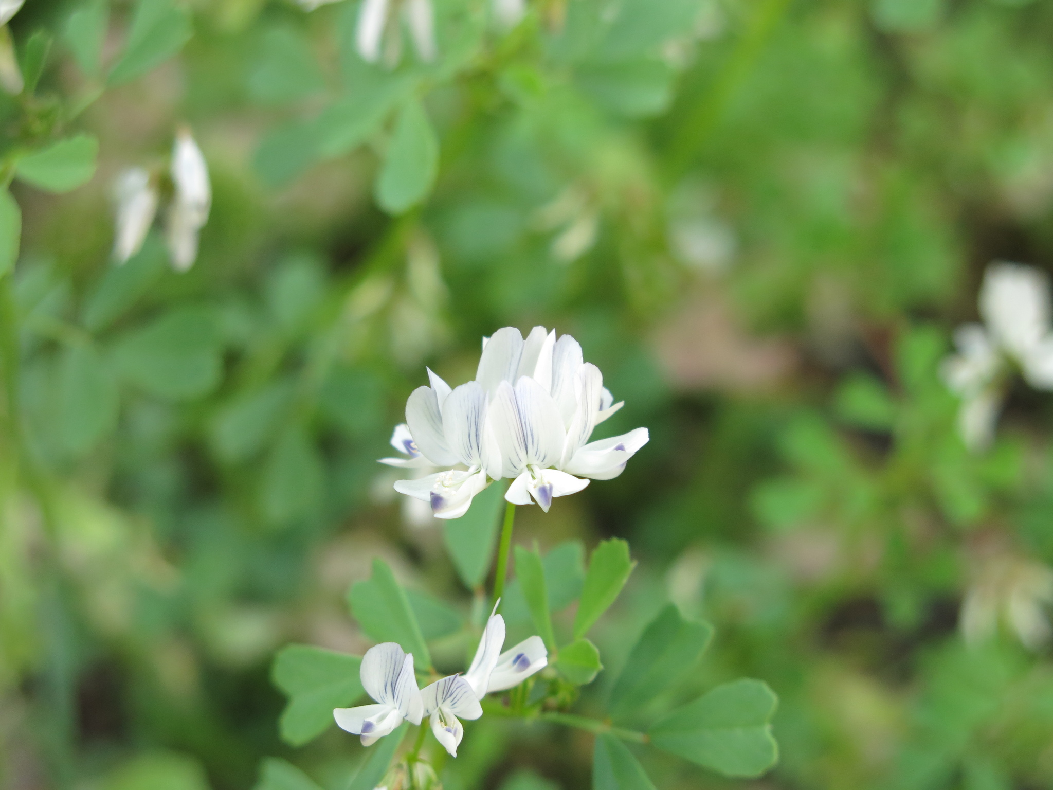 Arabian Fenugreek (Trigonella arabica)