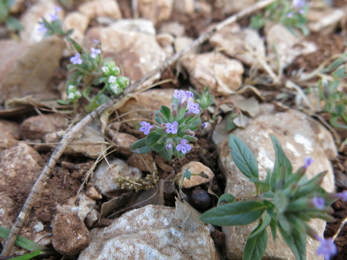 Ziziphora capitata, photograph 5