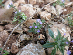 Ziziphora capitata, photograph (c) Nachman bones, some rights reserved (CC BY)