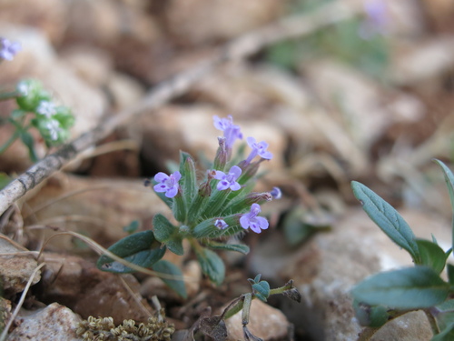 Ziziphora capitata, photograph 6