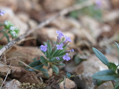 Ziziphora capitata, photograph (c) Nachman bones, some rights reserved (CC BY)