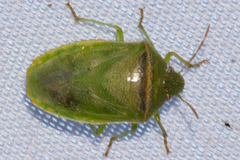 Piezodorus guildinii