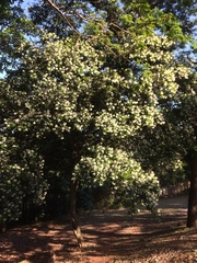 Craibia zimmermannii