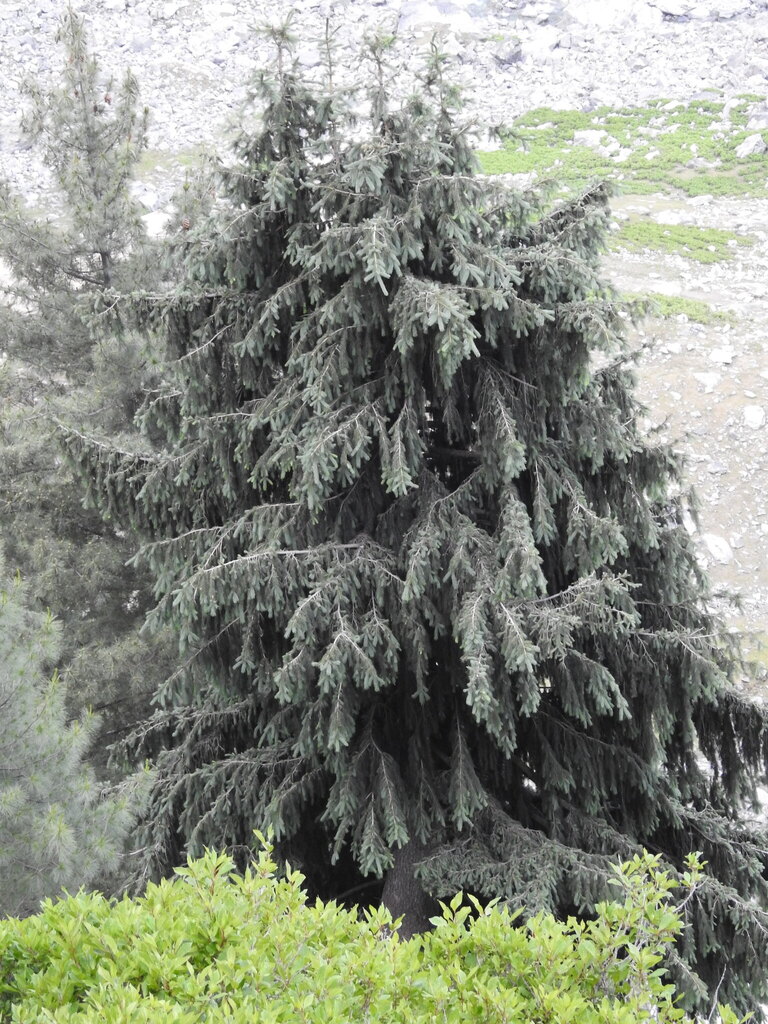 Morinda spruce