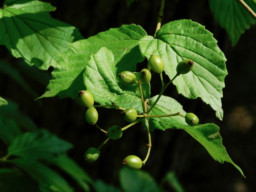 downy arrowwood (Viburnum rafinesqueanum)