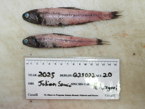 Kroyer's Lanternfish