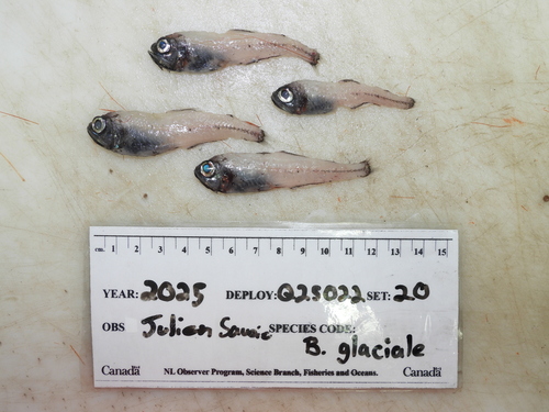 Glacier Lantern Fish