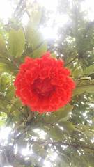 Brownea ariza