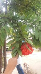 Brownea ariza