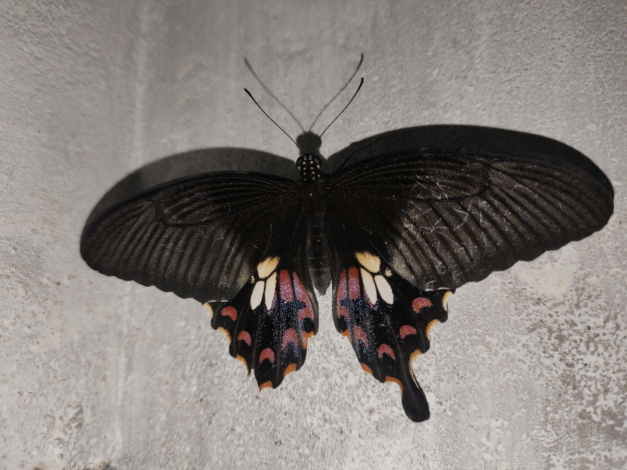 Common Mormon