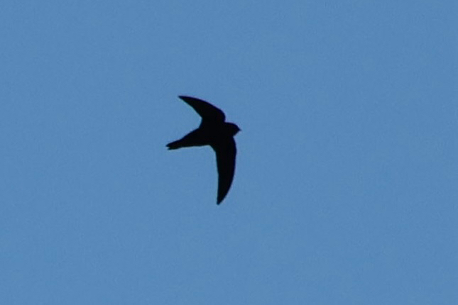 American Black Swift (Cypseloides niger), photo 7