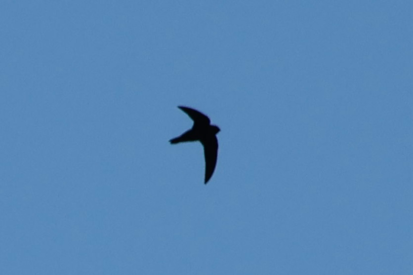 American Black Swift (Cypseloides niger), photo 9