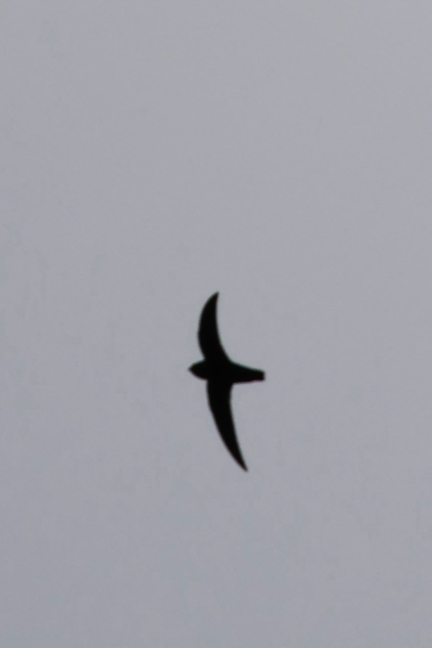 American Black Swift (Cypseloides niger), photo 8