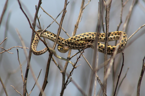 Checkered Garter Snake, Tillman County, OK, USA, photo 10 of 10