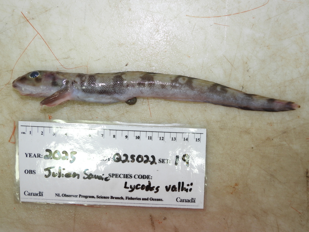 Vahl's Eelpout