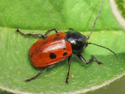 Cryptocephalus informis