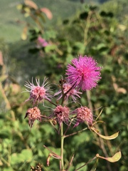 Mimosa martin-delcampoi