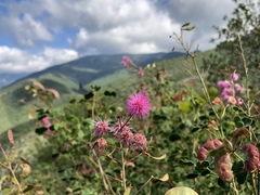 Mimosa martin-delcampoi