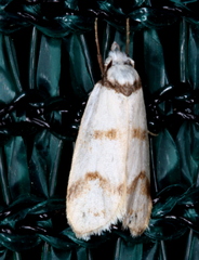 Chezala brachypepla