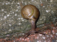 Macrochlamys hippocastaneum