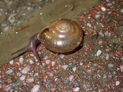 Macrochlamys hippocastaneum