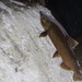 Salmon Chinook - Photo (c) trinitygc, algunos derechos reservados (CC BY-NC), subido por trinitygc