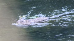 Ondatra zibethicus